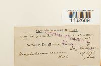 Homalothecium sericeum image