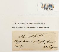 Homalothecium sericeum image