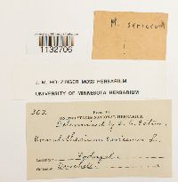 Homalothecium sericeum image