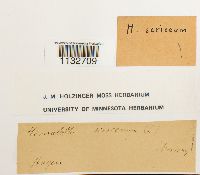 Homalothecium sericeum image
