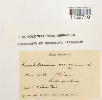 Homalothecium sericeum image