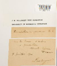 Homalothecium sericeum image