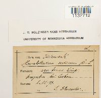 Homalothecium sericeum image