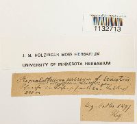 Homalothecium sericeum image