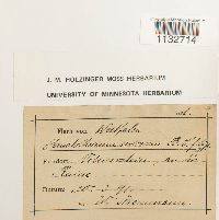 Homalothecium sericeum image