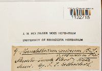 Homalothecium sericeum image