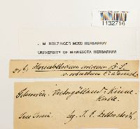 Homalothecium sericeum image