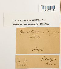 Homalothecium sericeum image