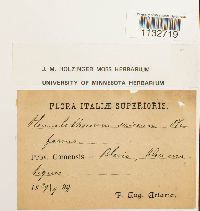 Homalothecium sericeum image