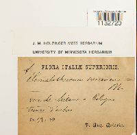 Homalothecium sericeum image