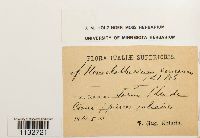 Homalothecium sericeum image