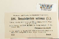 Homalothecium sericeum image
