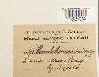 Homalothecium sericeum image