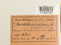 Homalothecium sericeum image