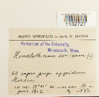 Homalothecium sericeum image