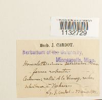 Homalothecium sericeum image