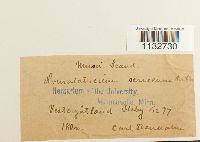 Homalothecium sericeum image