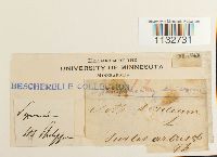 Homalothecium sericeum image