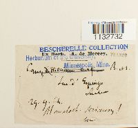 Homalothecium sericeum image