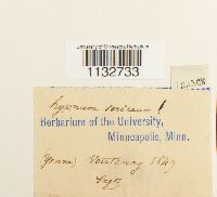 Homalothecium sericeum image