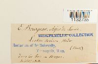 Homalothecium sericeum image