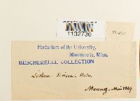 Homalothecium sericeum image