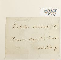 Homalothecium sericeum image