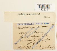 Homalothecium sericeum image