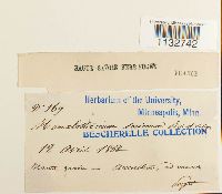 Homalothecium sericeum image