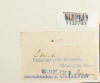 Homalothecium sericeum image