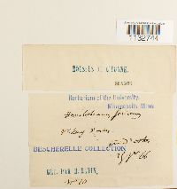 Homalothecium sericeum image