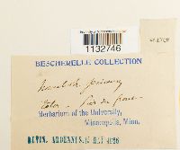 Homalothecium sericeum image