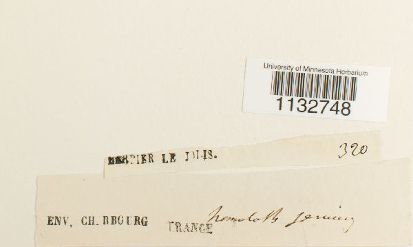 Homalothecium sericeum image