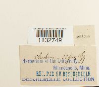 Homalothecium sericeum image