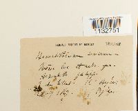 Homalothecium sericeum image