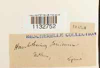 Homalothecium sericeum image