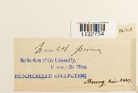 Homalothecium sericeum image