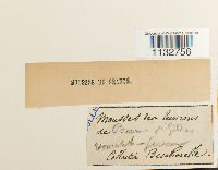 Homalothecium sericeum image