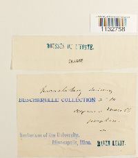 Homalothecium sericeum image