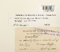 Homomallium adnatum image