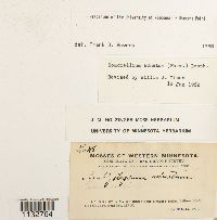 Homomallium adnatum image