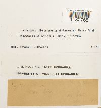 Homomallium adnatum image