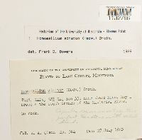 Homomallium adnatum image