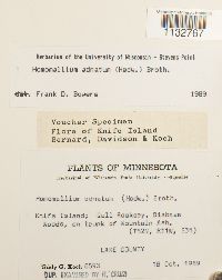 Homomallium adnatum image