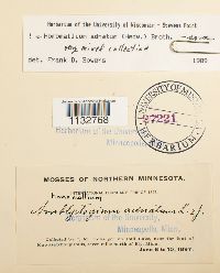 Homomallium adnatum image