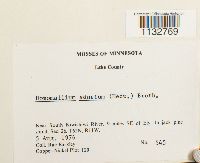 Homomallium adnatum image