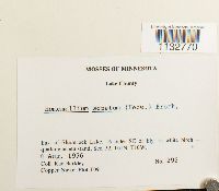 Homomallium adnatum image