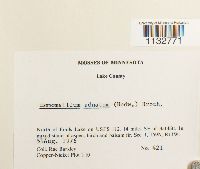 Homomallium adnatum image