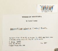 Homomallium adnatum image