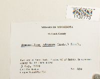 Homomallium adnatum image